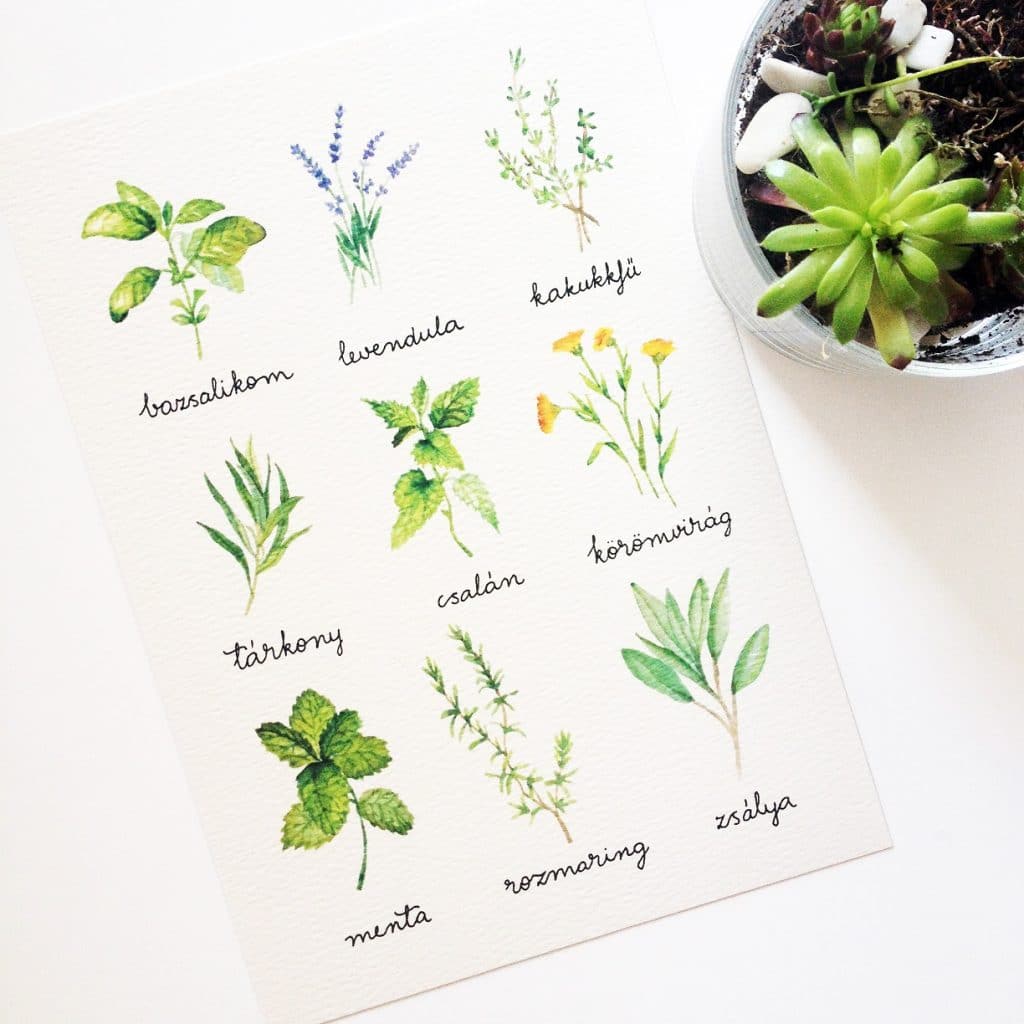 Watercolor florals - herbs