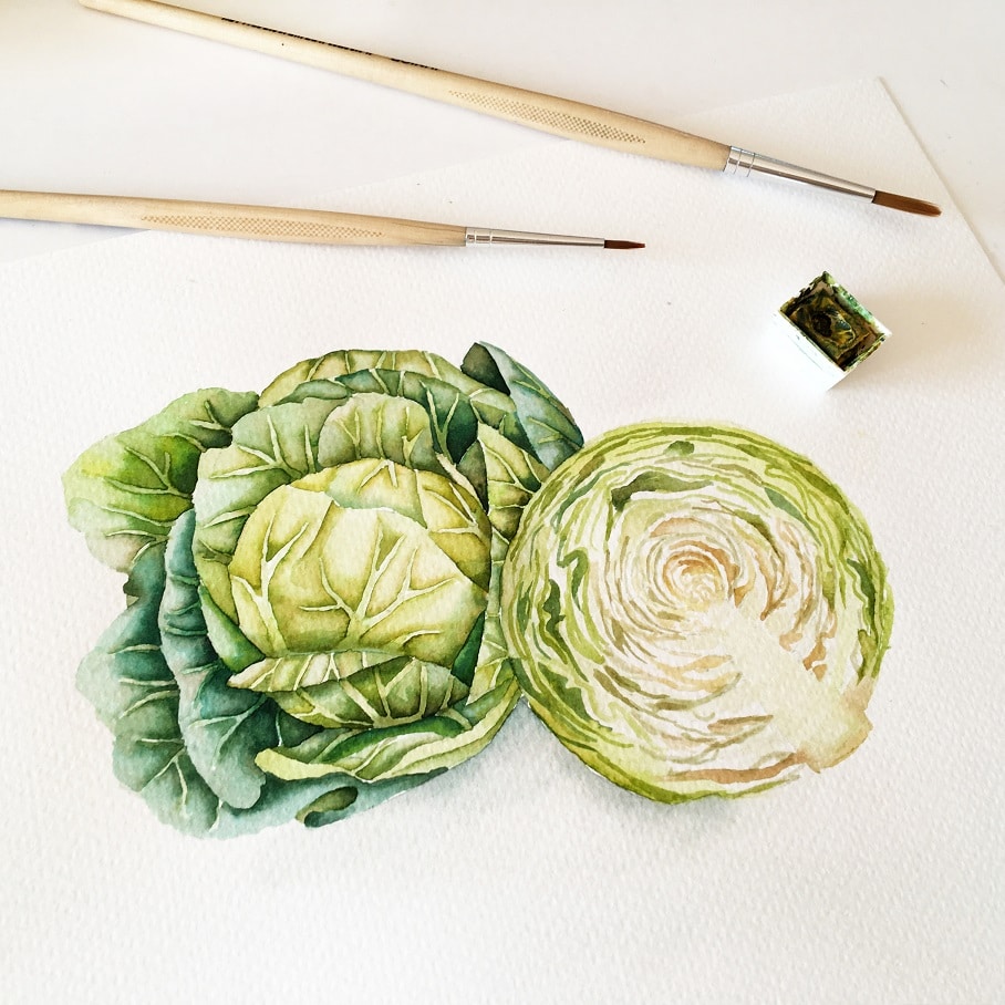 Watercolor Veggies - cabbage